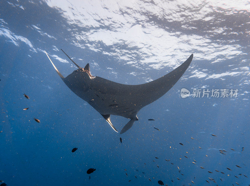 海洋蝠鲼(Manta birostris)游过清洁站。在世界自然保护联盟的红色名单中，这些优雅的动物正在成为野外罕见的景象。